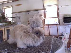 bunny after clip