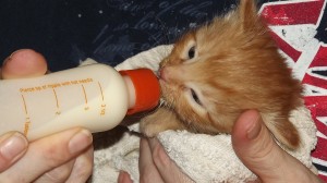 kitten being bottle fed